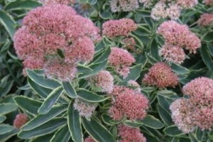 Sedum 'Frosted Fire' NEW 2022